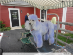 Misc Pictures - Aprils Doggie Spa